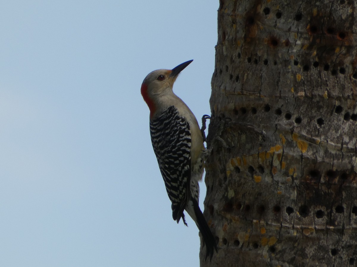 Red-bellied Woodpecker - ML618741791