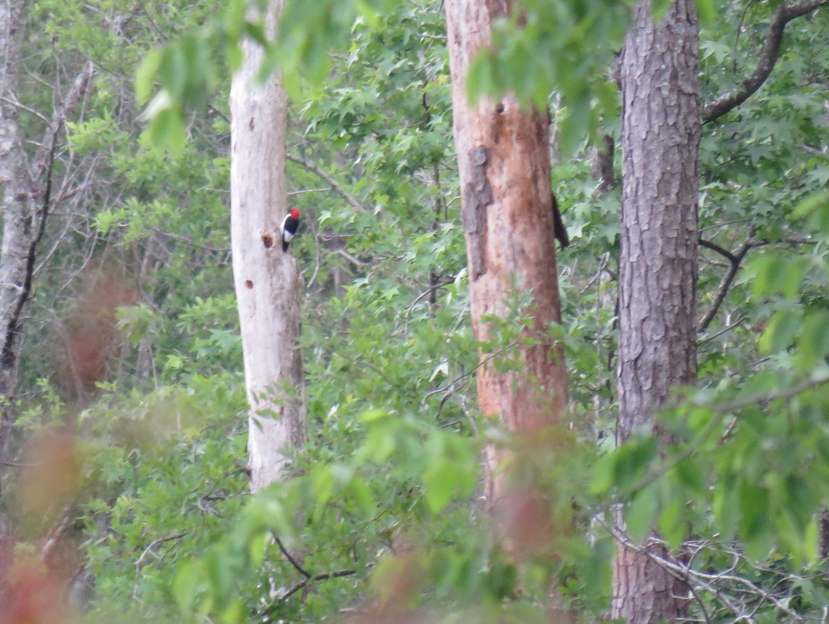 Red-headed Woodpecker - ML618741806