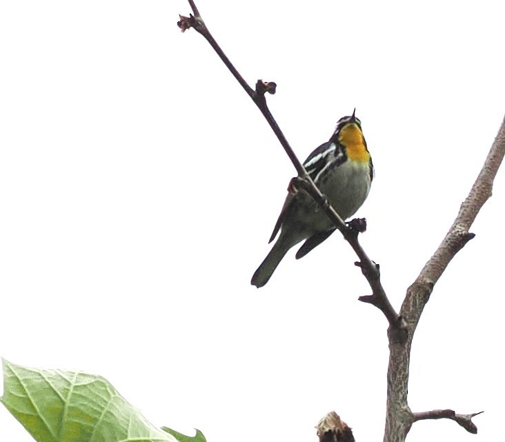 Yellow-throated Warbler - ML618741810