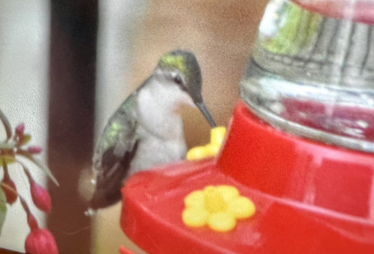 Ruby-throated Hummingbird - ML618741825