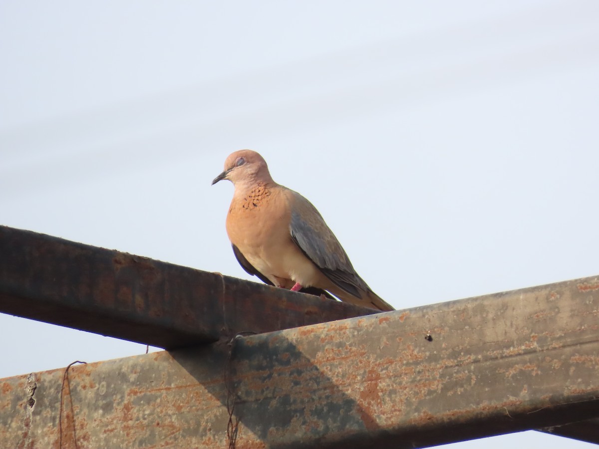 Laughing Dove - ML618741831