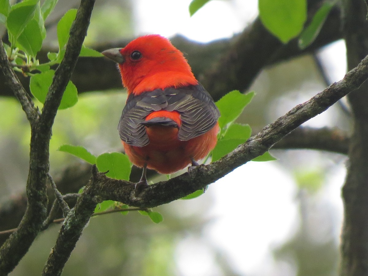 Scarlet Tanager - ML618741836