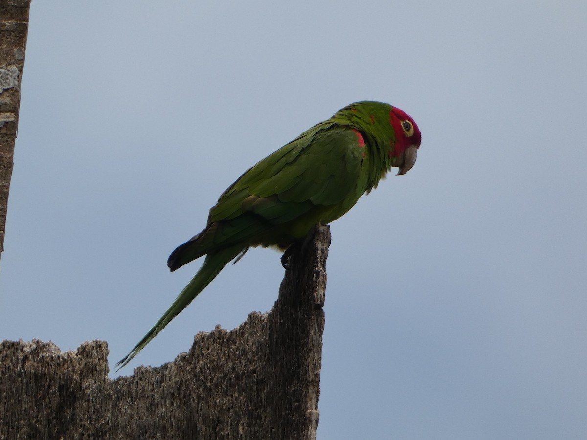 Guayaquil Papağanı - ML618741851