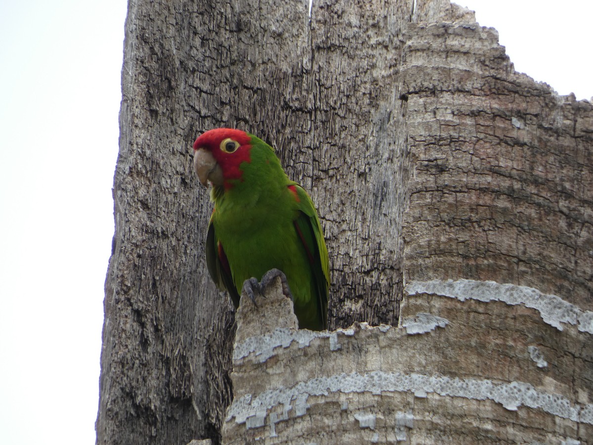 Red-masked Parakeet - ML618741855
