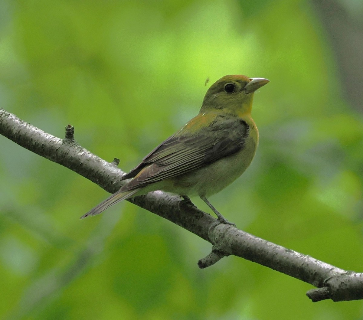 Scarlet Tanager - Russell Hoffman