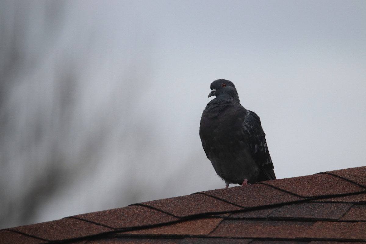 Rock Pigeon (Feral Pigeon) - ML618741903