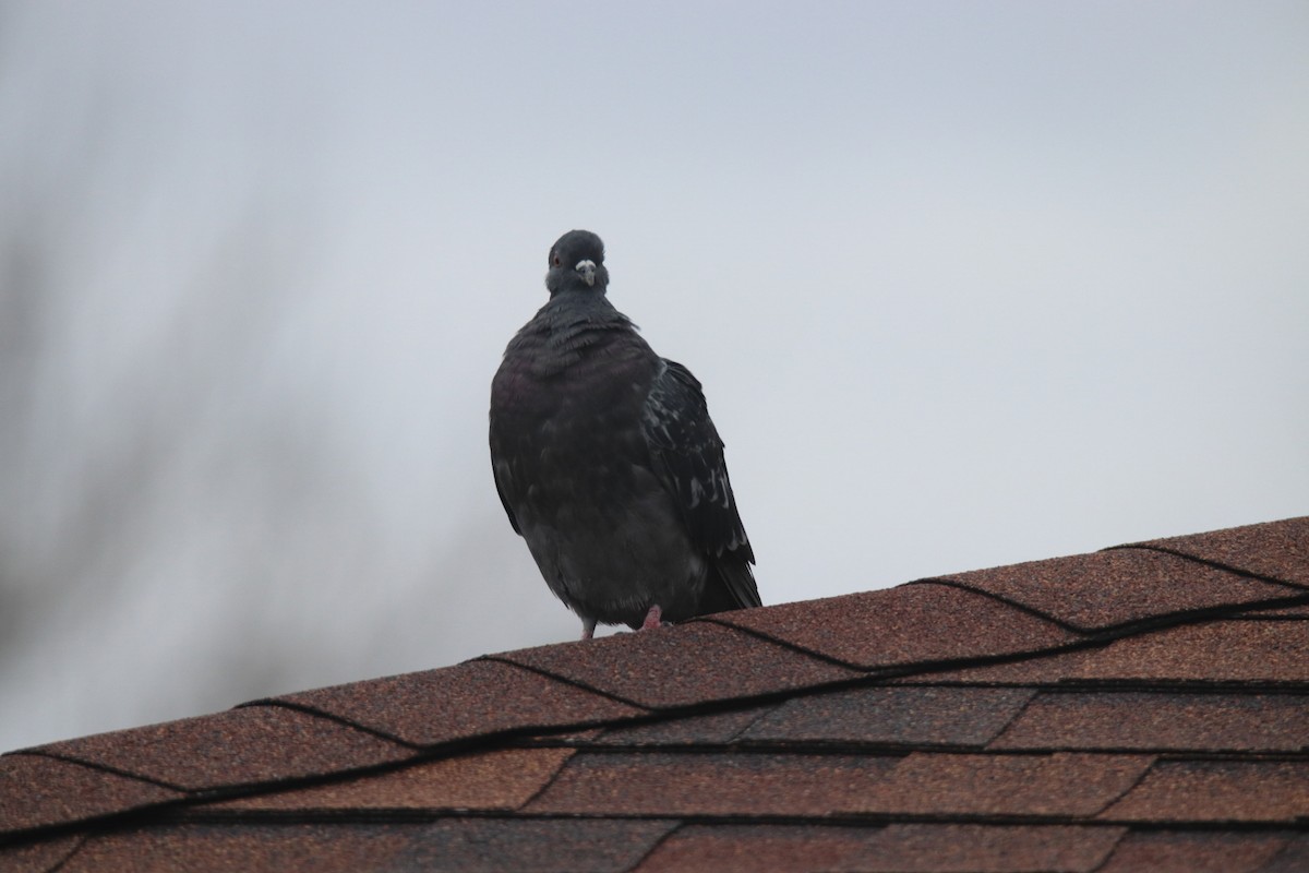 Pigeon biset (forme domestique) - ML618741904