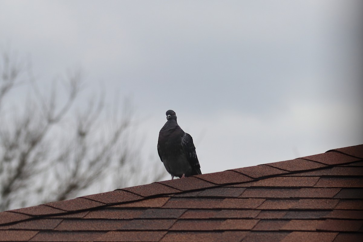 Rock Pigeon (Feral Pigeon) - ML618741907