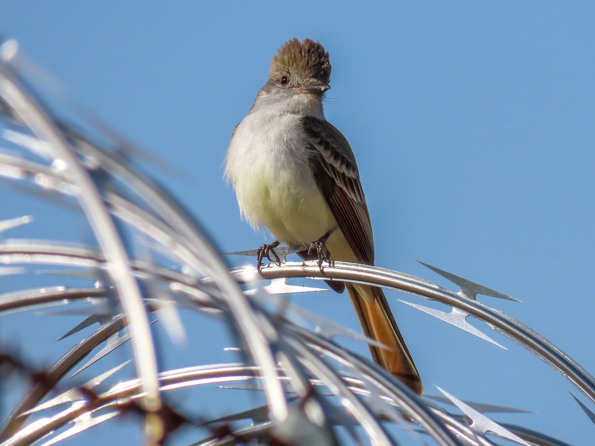 Ash-throated Flycatcher - Teresa Connell