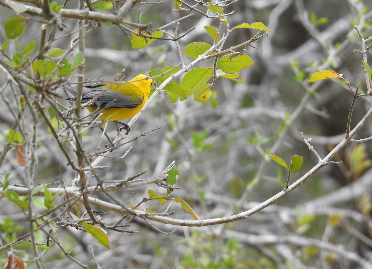 Prothonotary Warbler - ML618741955