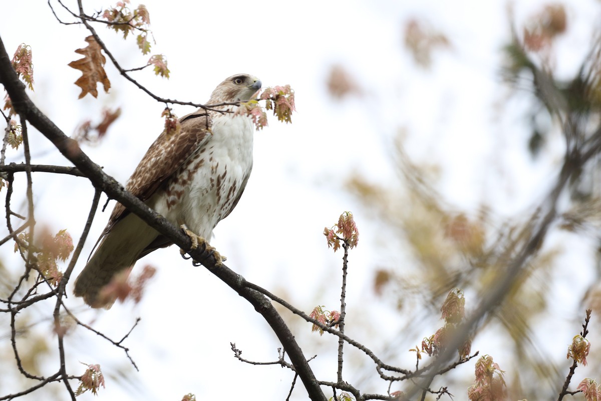Red-tailed Hawk - ML618741968
