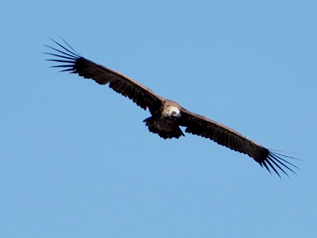 Cinereous Vulture - ML618741985
