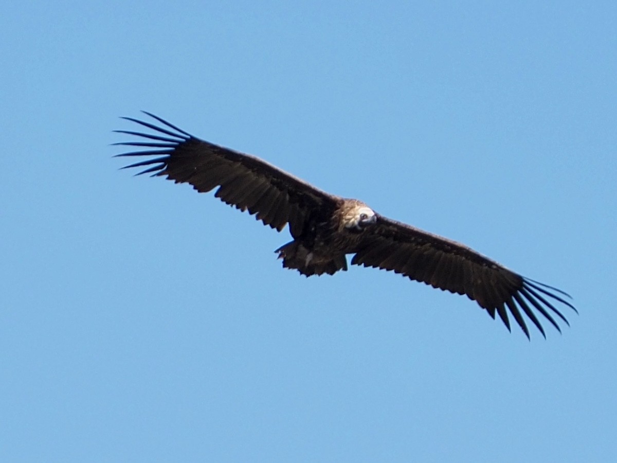 Cinereous Vulture - ML618741987