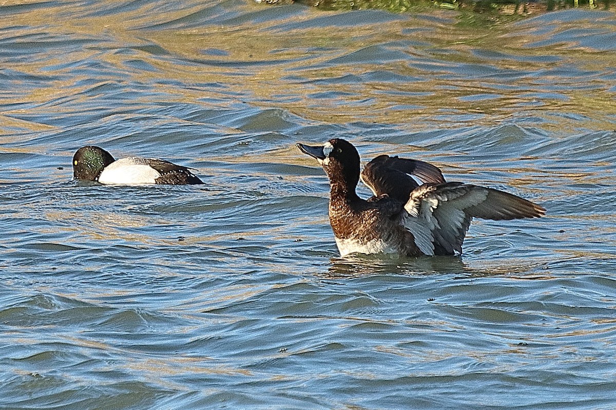 Greater Scaup - ML618742053