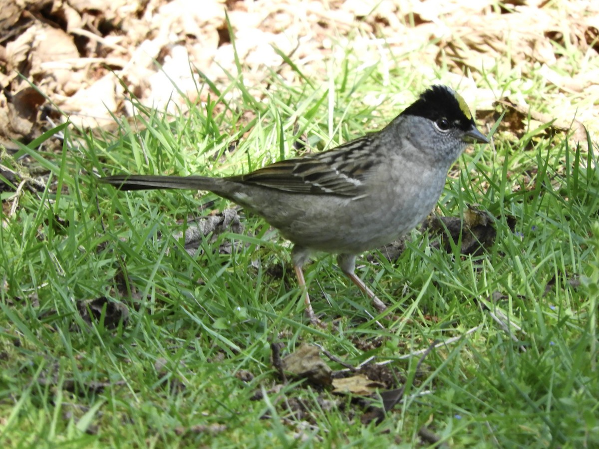Golden-crowned Sparrow - ML618742076