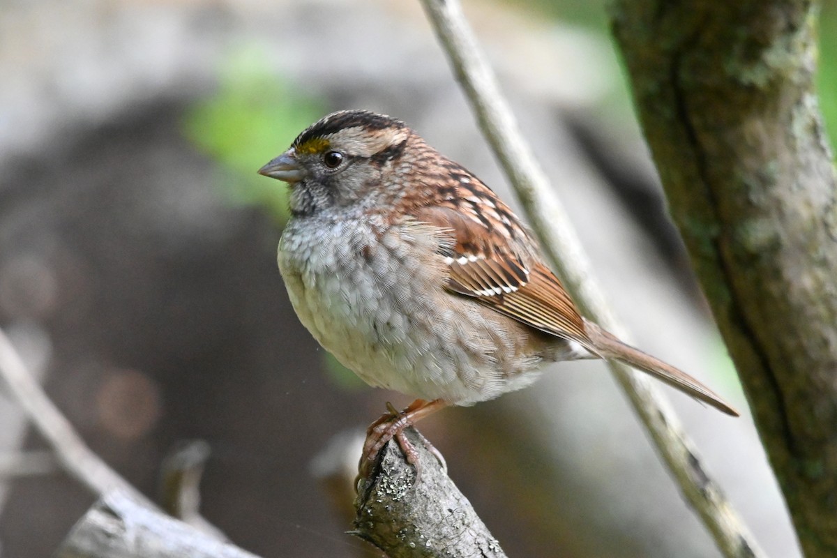 White-throated Sparrow - ML618742077