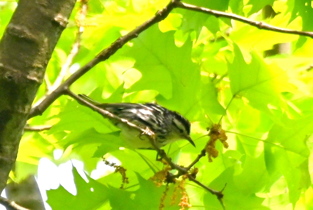 Black-and-white Warbler - ML618742092