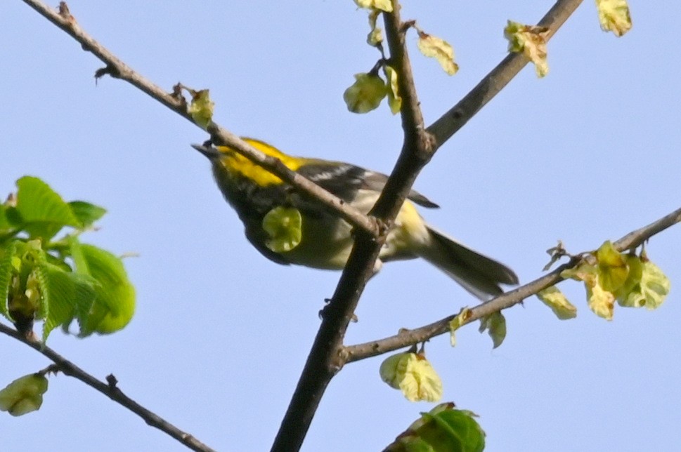 Black-throated Green Warbler - ML618742102