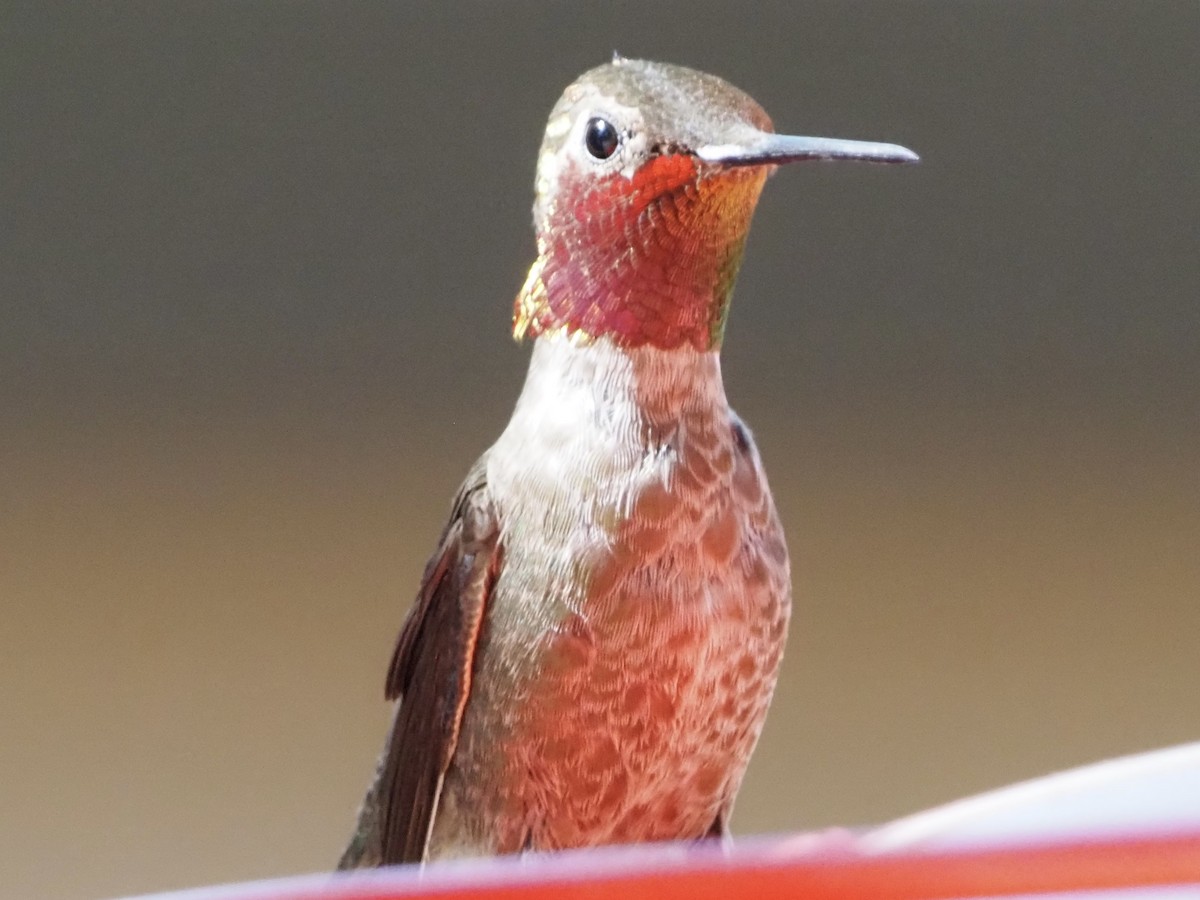 Anna's Hummingbird - ML618742127