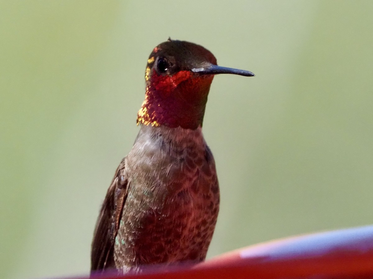 Anna's Hummingbird - ML618742128