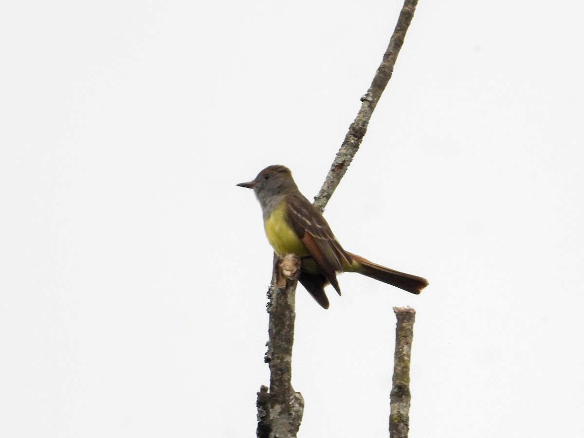 Great Crested Flycatcher - ML618742140