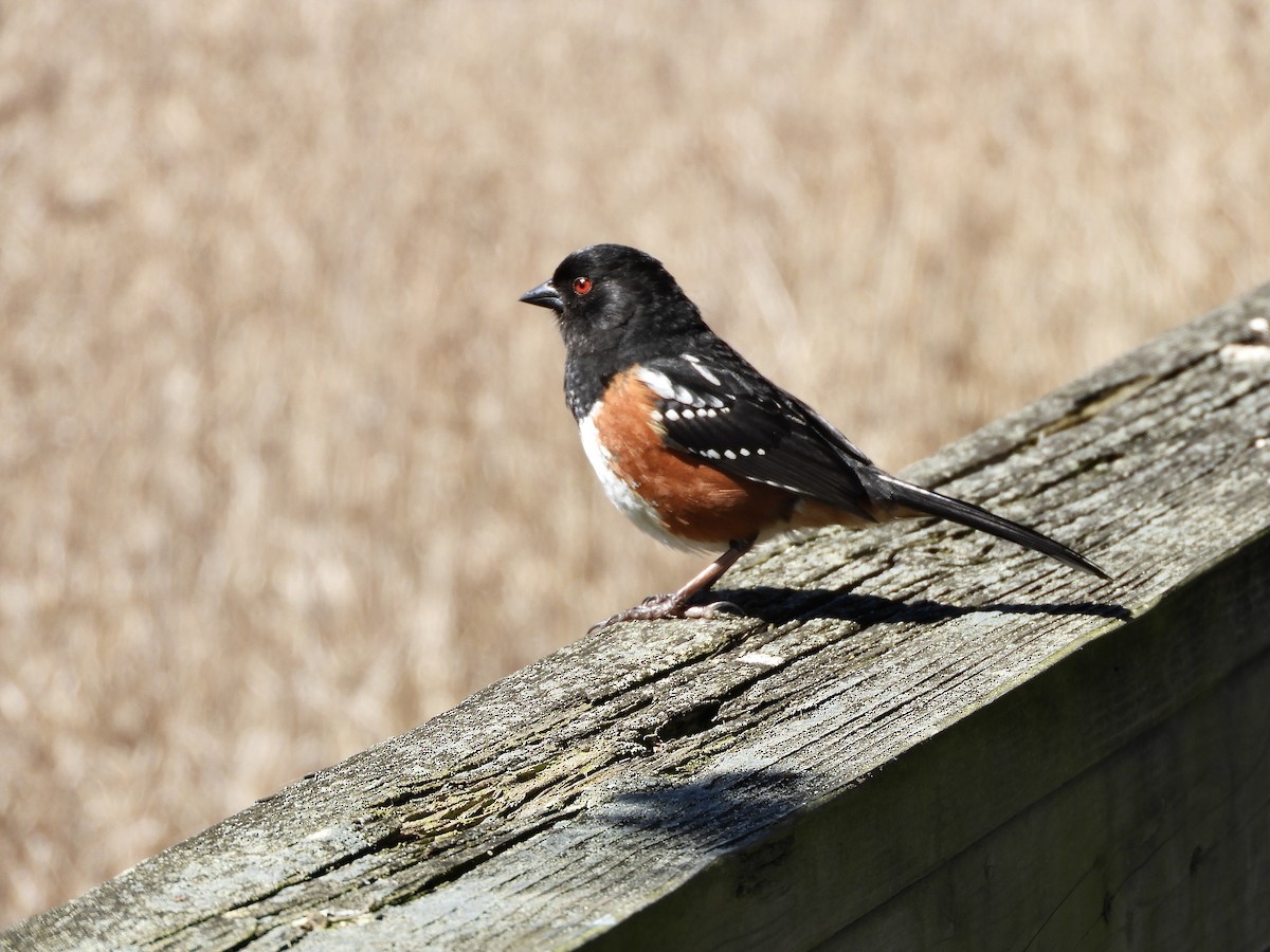 Spotted Towhee - ML618742141