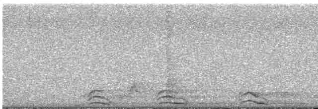 Сова плямиста (підвид lucida) - ML618742155