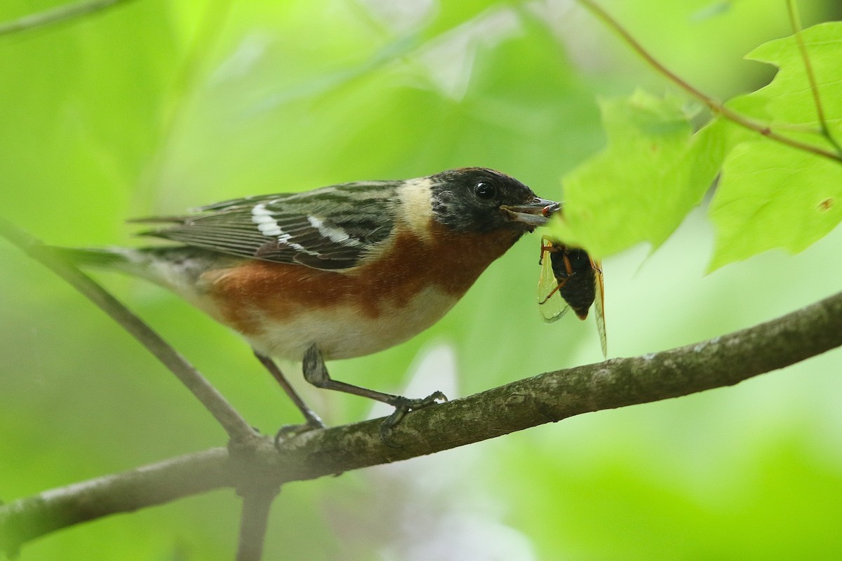 Bay-breasted Warbler - ML618742171