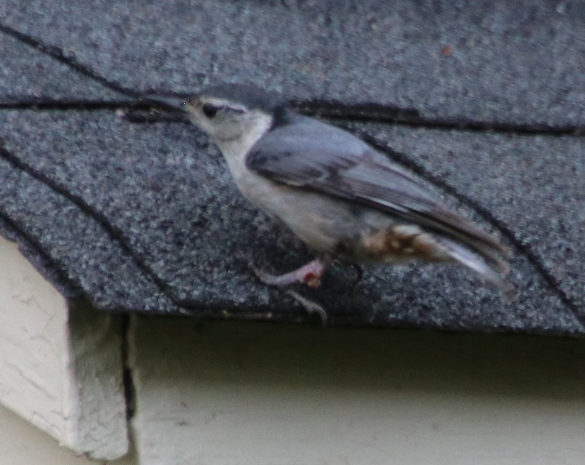 White-breasted Nuthatch - ML618742194