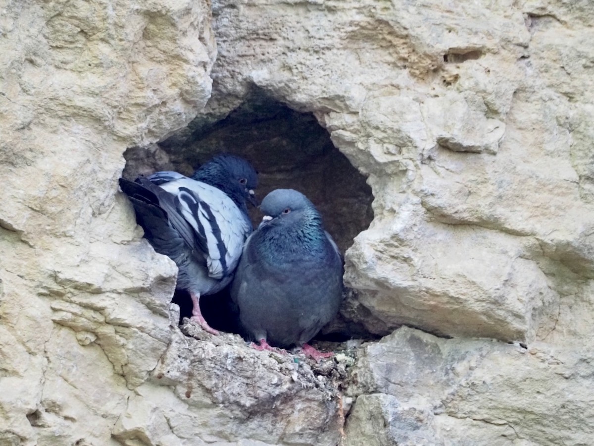 Rock Pigeon (Feral Pigeon) - ML618742206