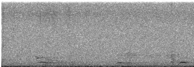 Сова плямиста (підвид lucida) - ML618742209