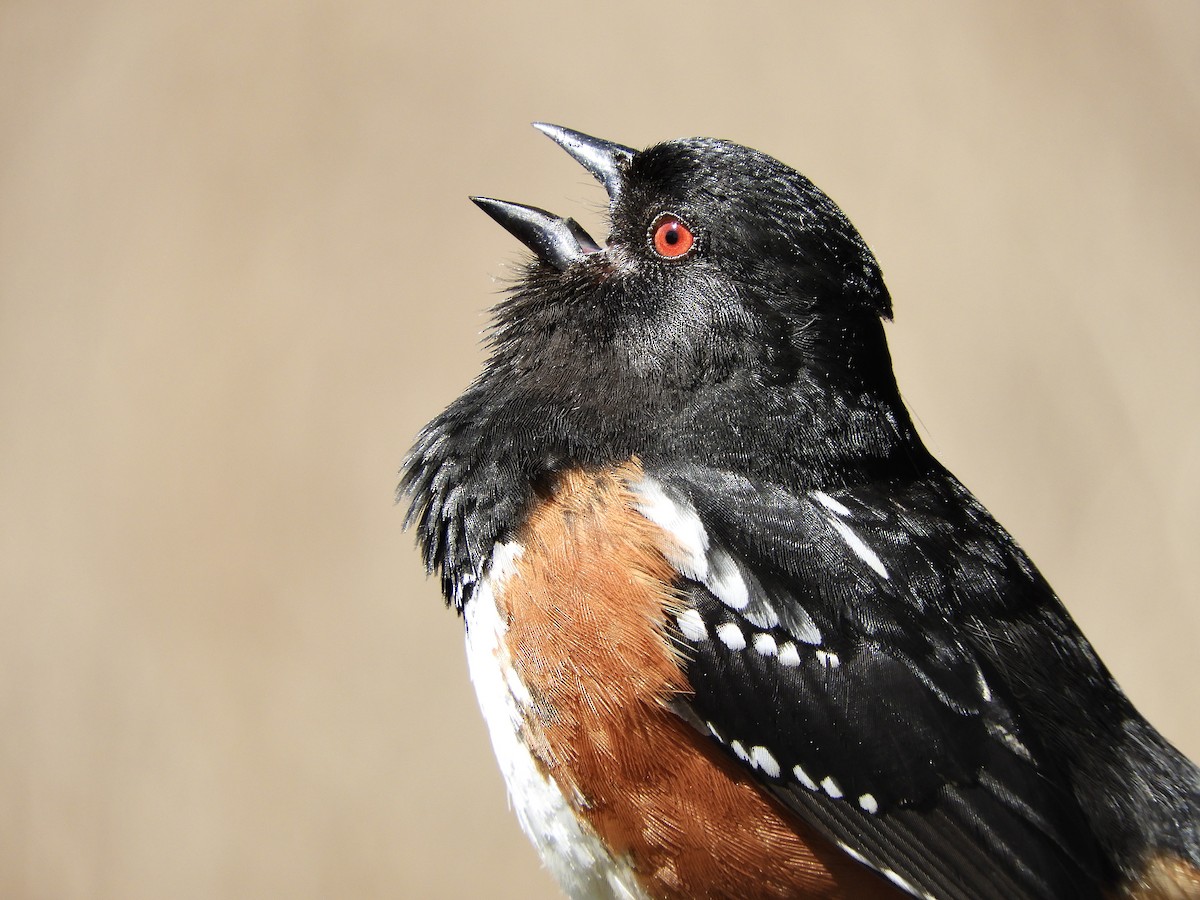 Spotted Towhee - ML618742210