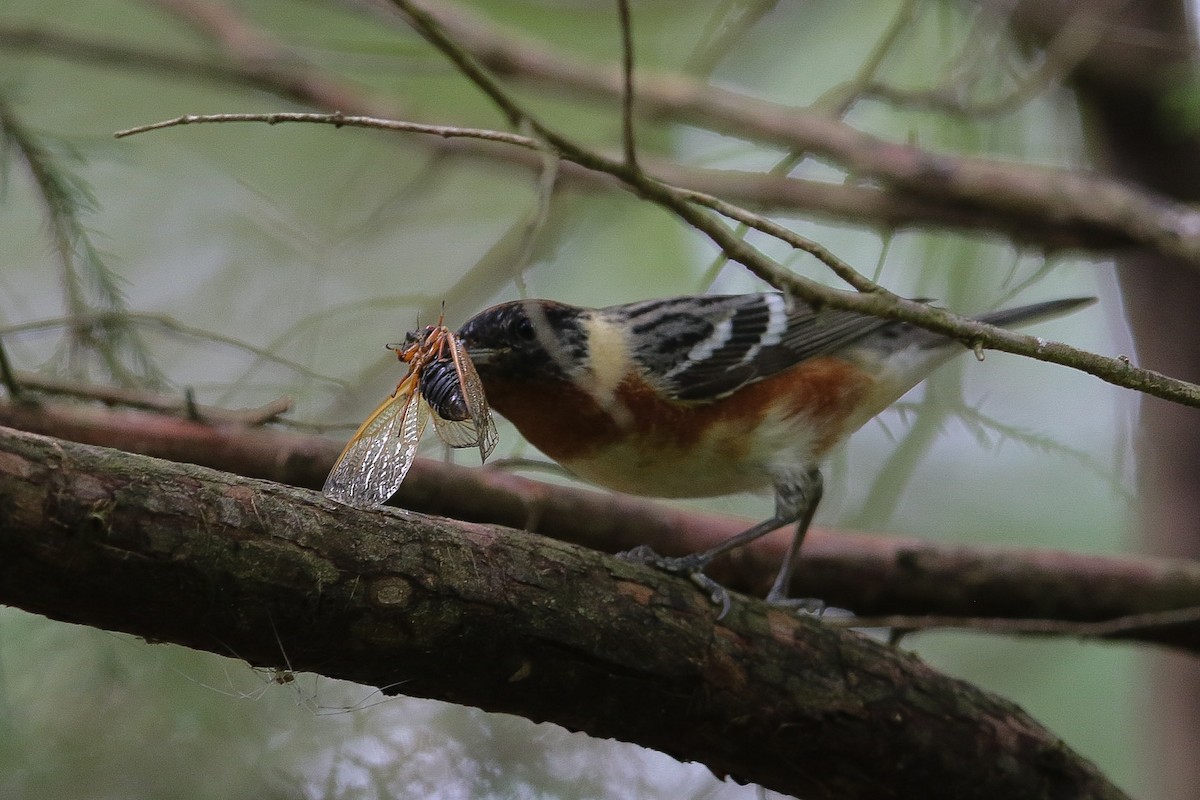 Bay-breasted Warbler - ML618742271