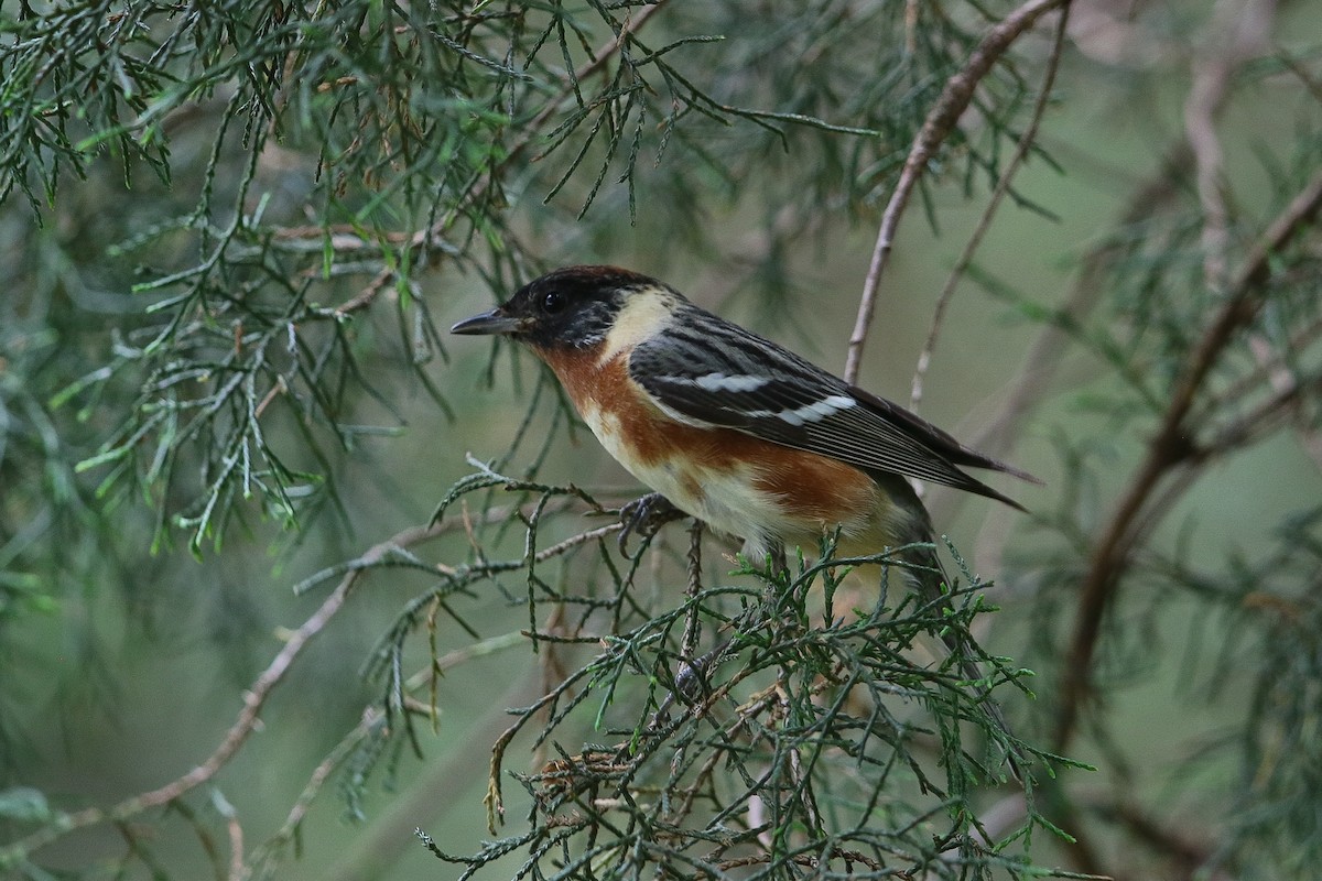 Bay-breasted Warbler - ML618742273