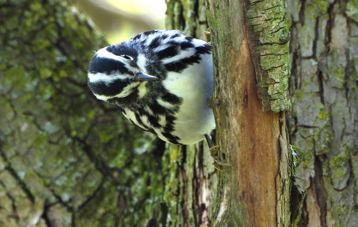 Black-and-white Warbler - ML618742307