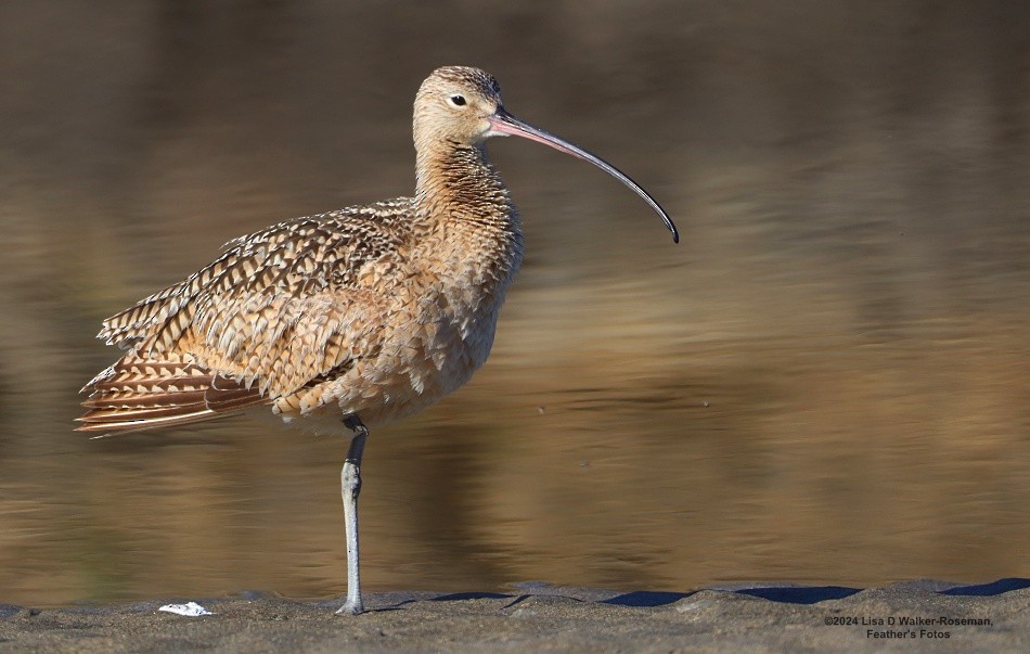 Long-billed Curlew - ML618742323
