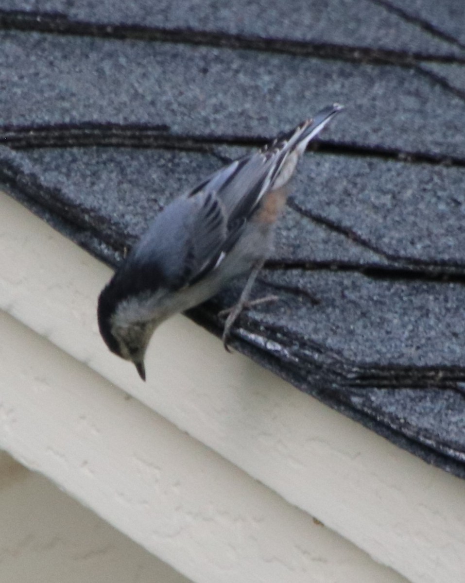 White-breasted Nuthatch - ML618742329