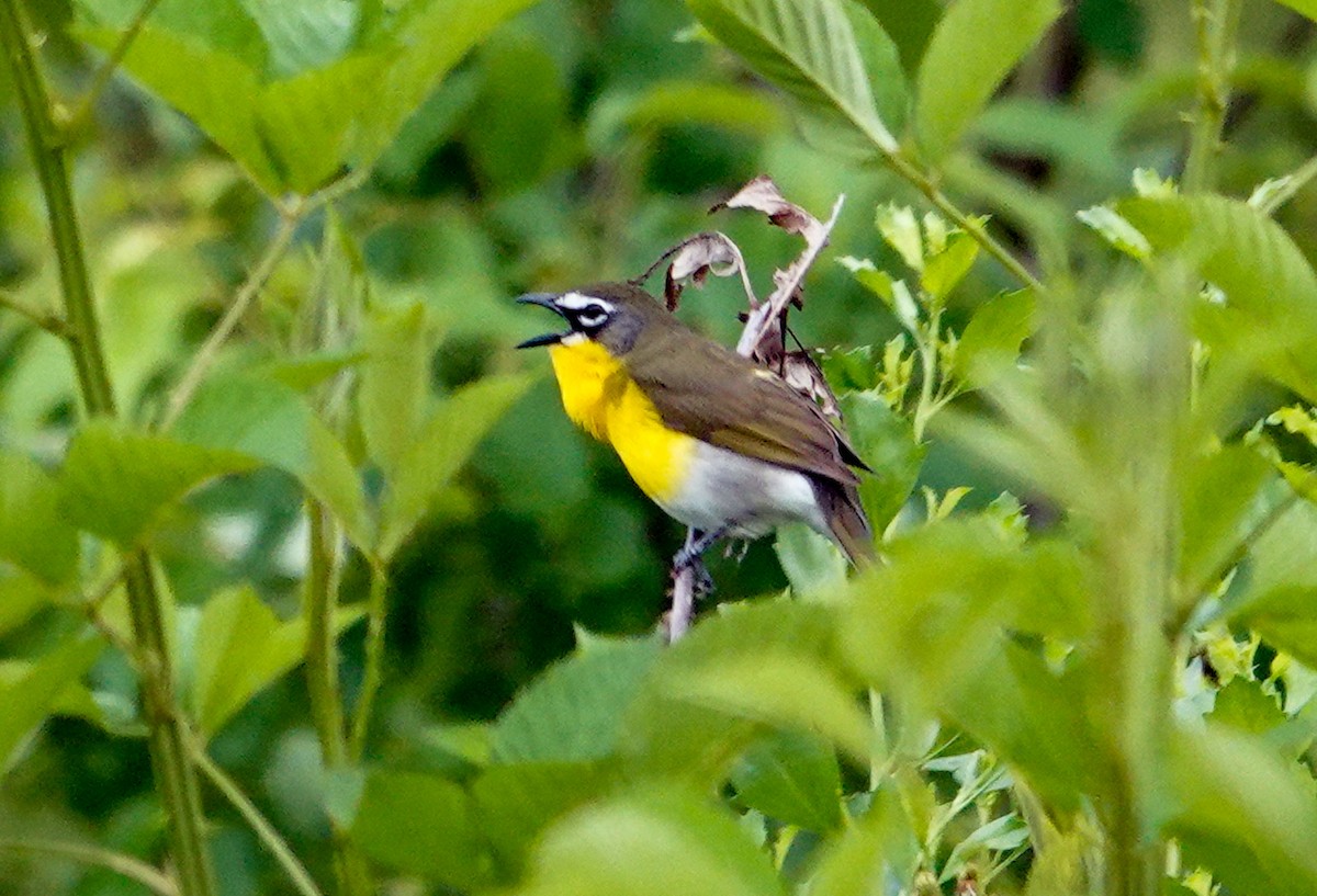 Yellow-breasted Chat - ML618742331