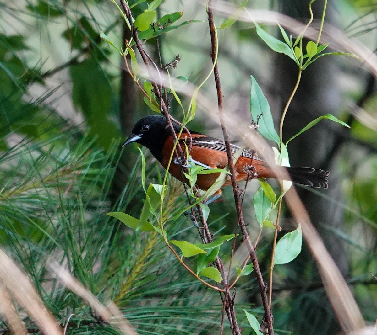 Orchard Oriole - Anne Aultman