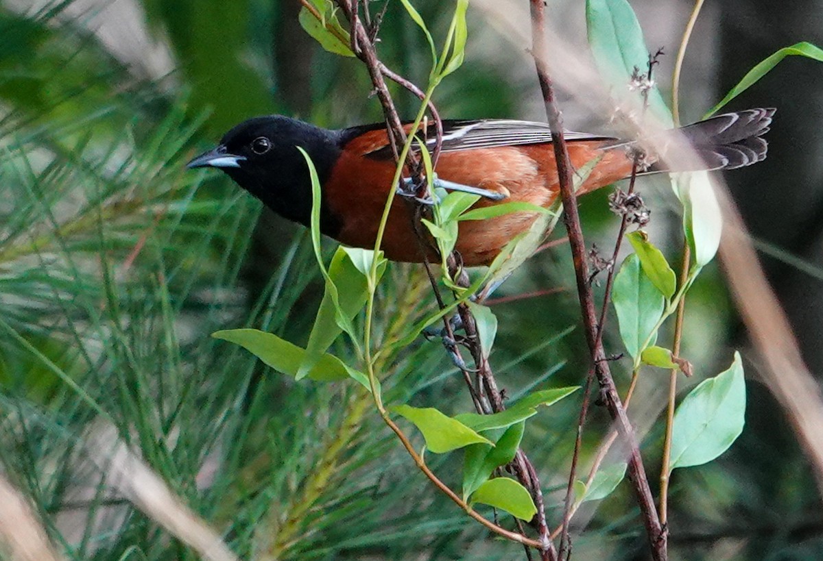 Orchard Oriole - ML618742344