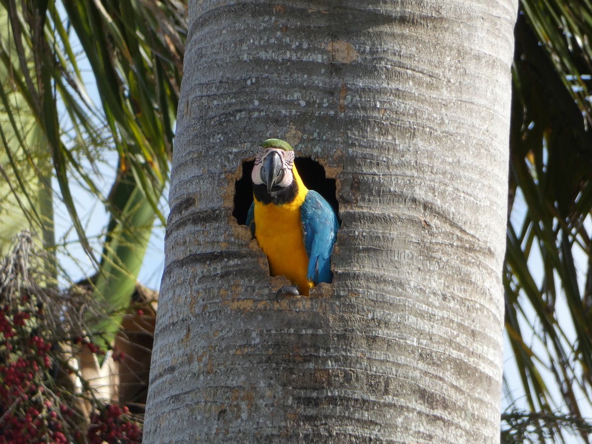 Blue-and-yellow Macaw - ML618742349