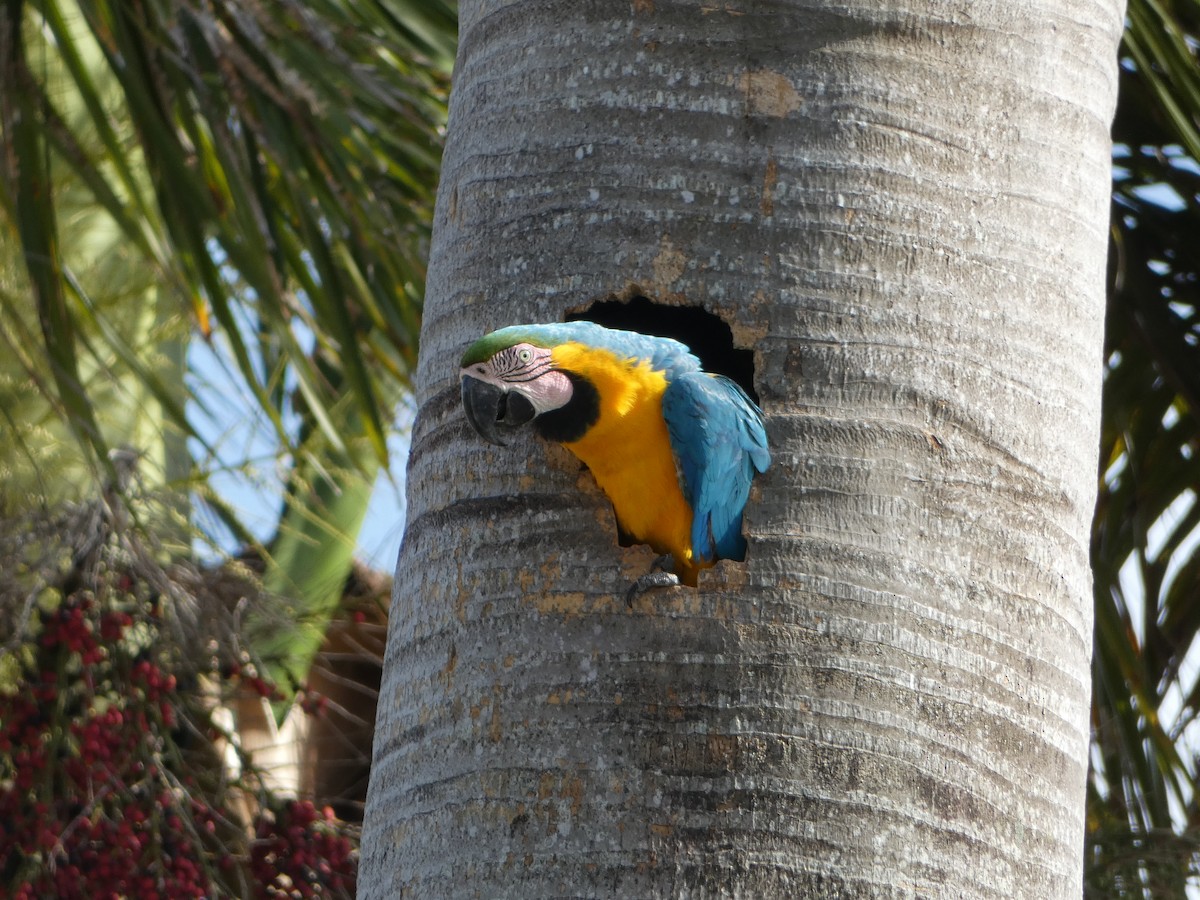 Blue-and-yellow Macaw - ML618742350