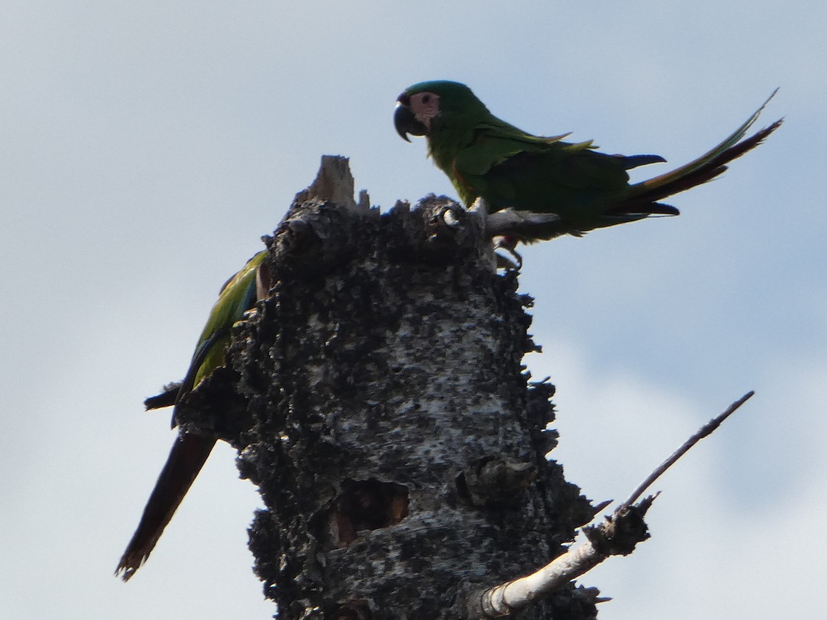Chestnut-fronted Macaw - ML618742424