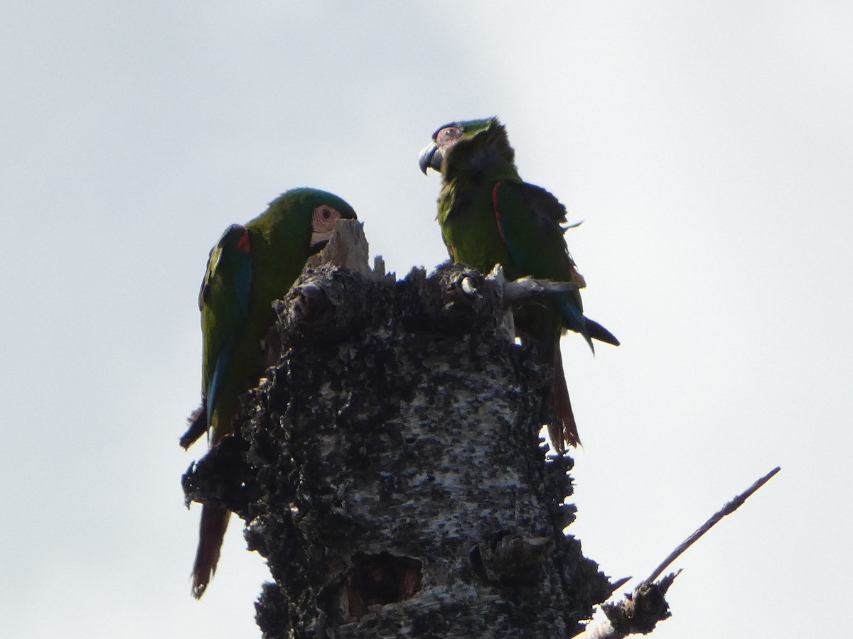Chestnut-fronted Macaw - ML618742425