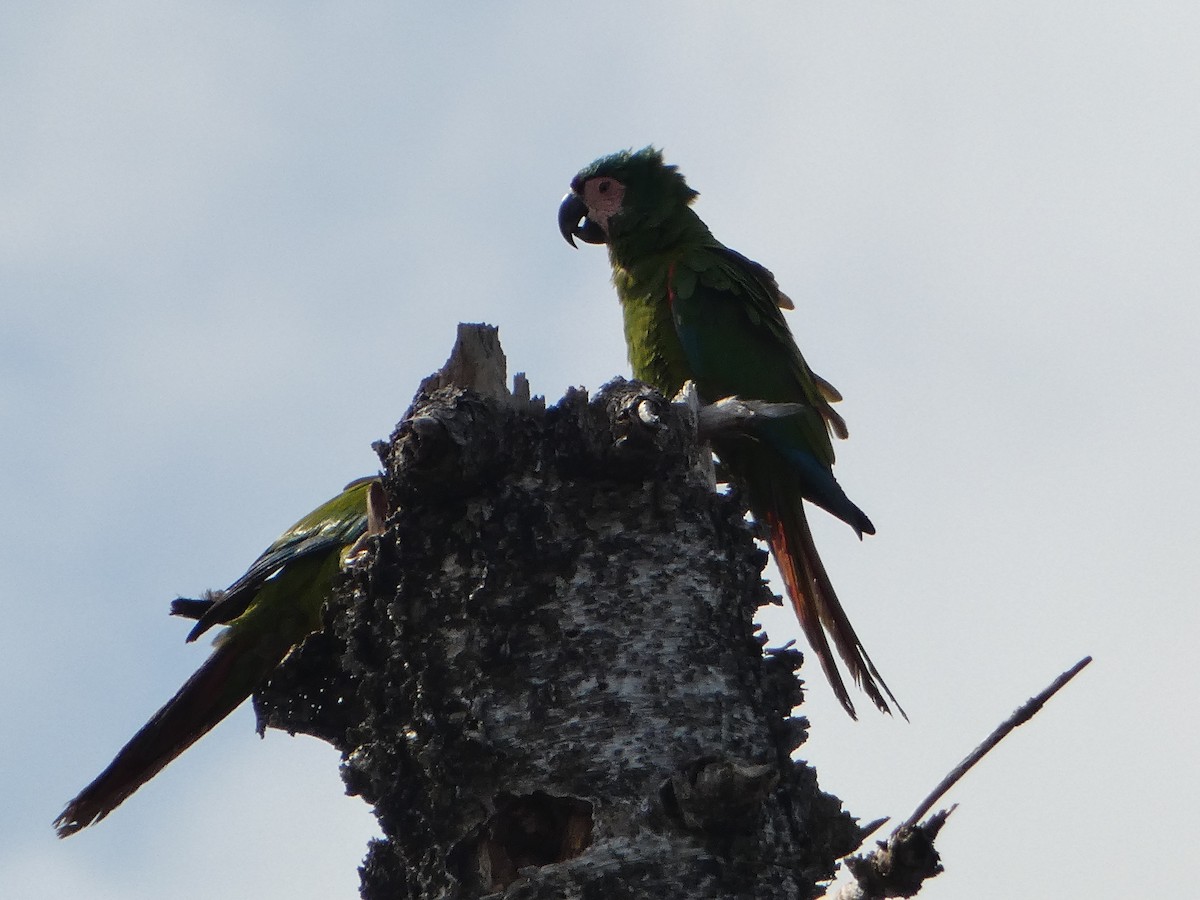 Chestnut-fronted Macaw - ML618742426
