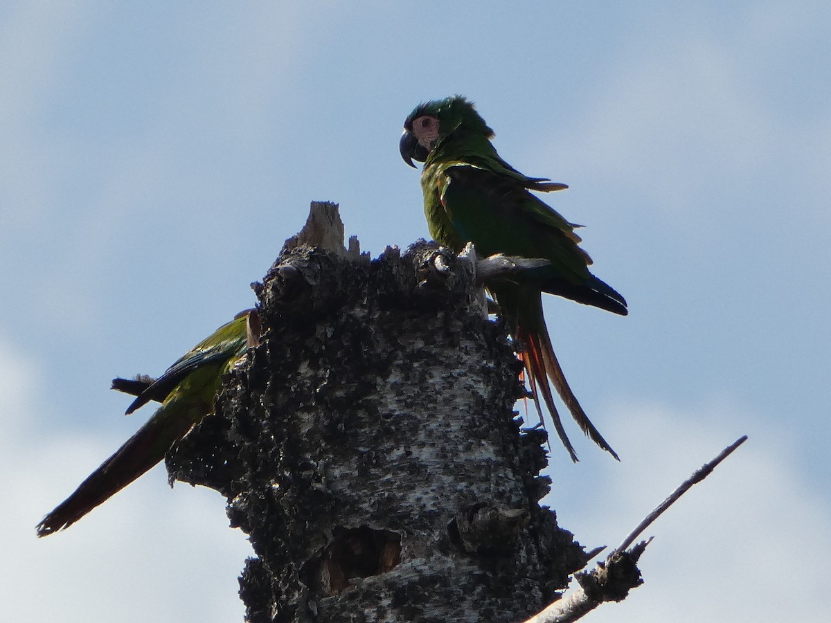 Chestnut-fronted Macaw - ML618742427