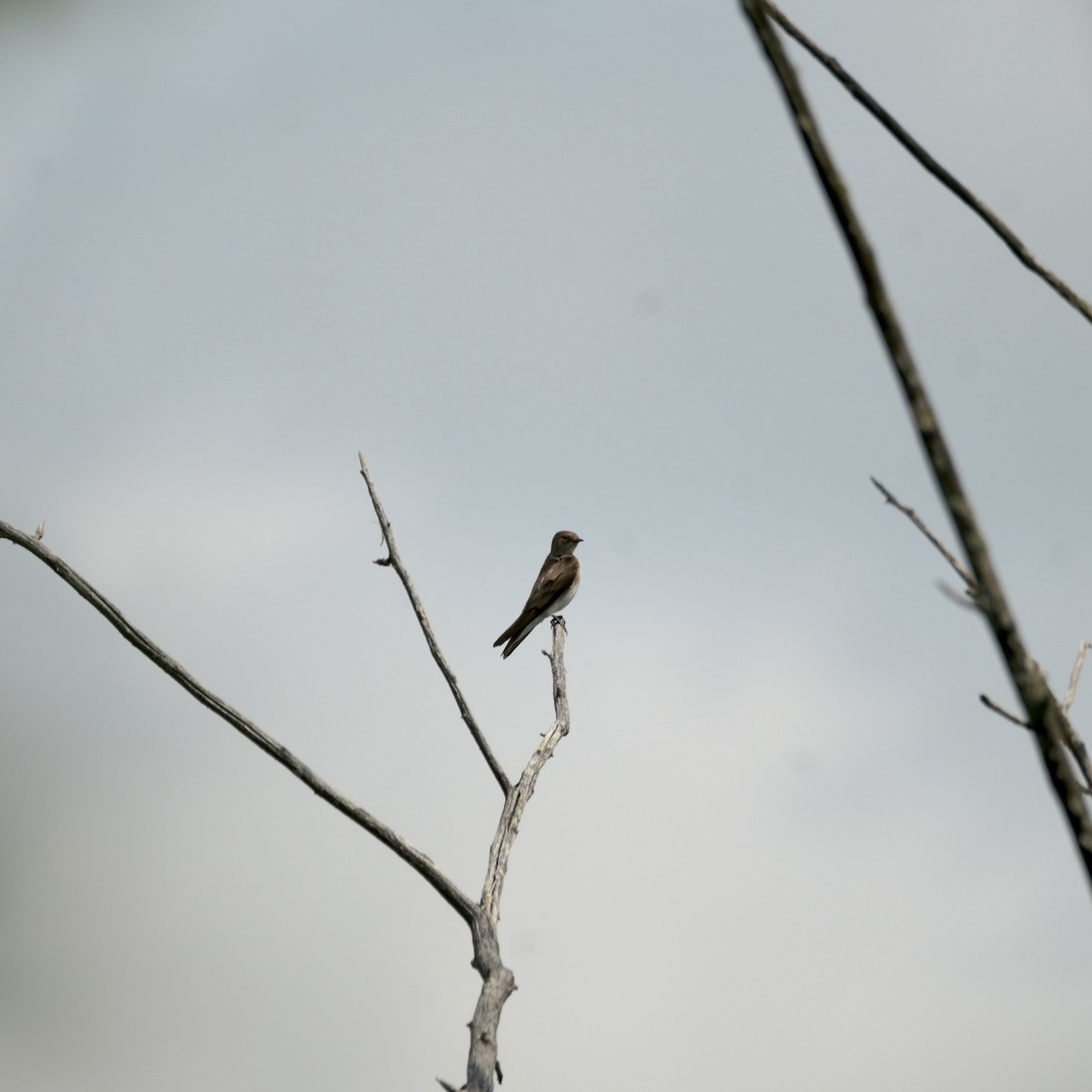 Northern Rough-winged Swallow - ML618742429
