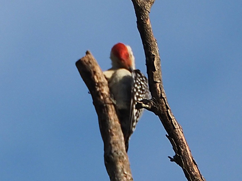 Red-bellied Woodpecker - ML618742440
