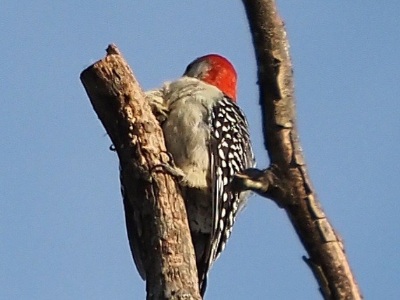 Red-bellied Woodpecker - ML618742441
