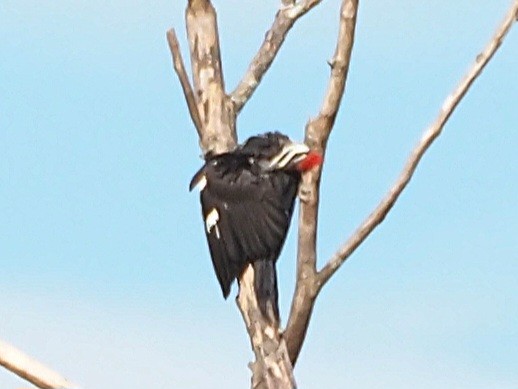Pileated Woodpecker - ML618742494